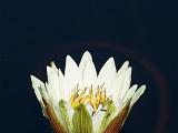 Africa 012 : Africa, Botswana, Nature, Okavango, Reflection, Vumbura Plains, Water Lilies